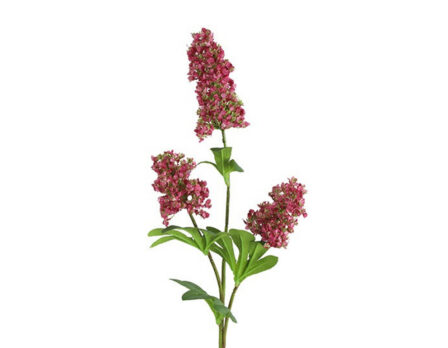 Kunstlill Jaapani fatsia