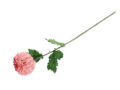 Kunstlill roosa daalia 75cm 1