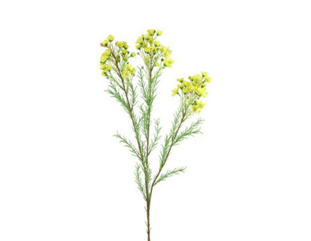 Kunstlill kollane vahalill